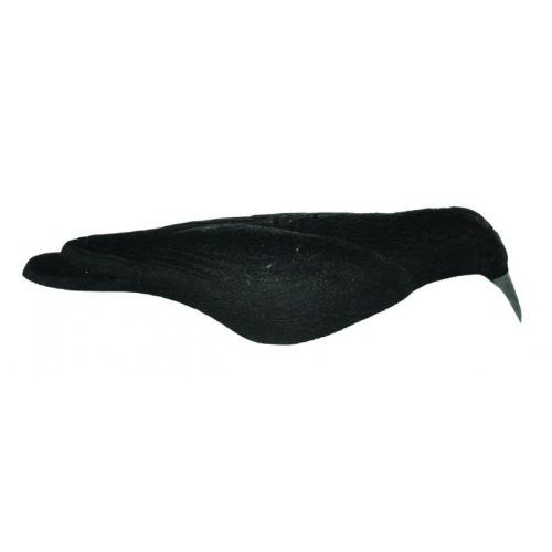 Forme de corvidé coquille