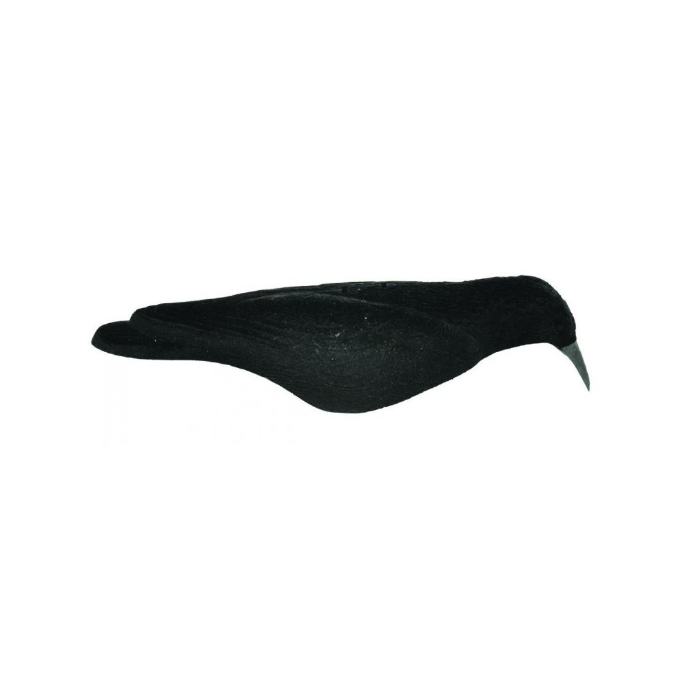 Forme de corvidé coquille