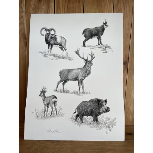 Poster, tirage limité Fine Art faune sauvage