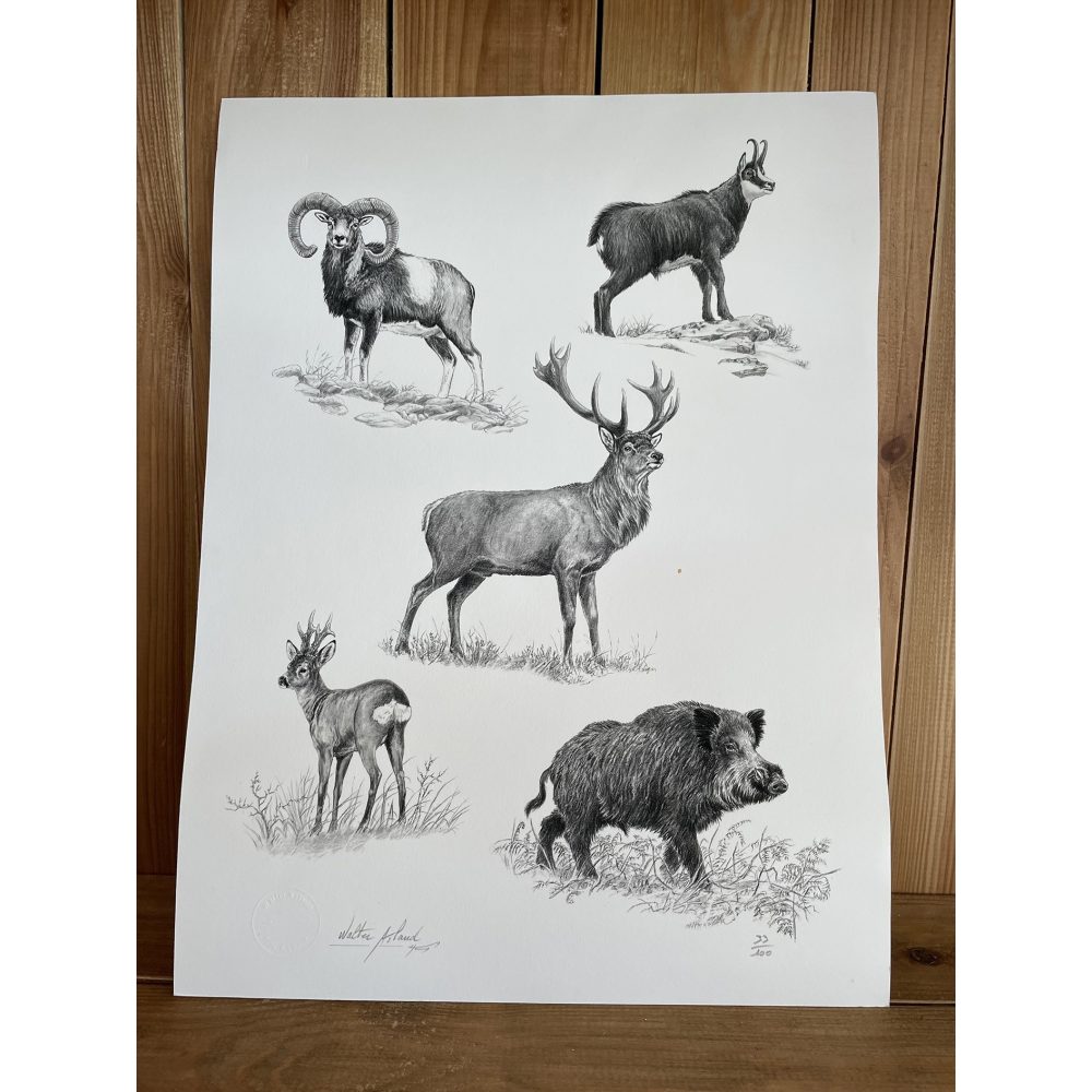 Poster, tirage limité Fine Art faune sauvage