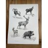 Poster, tirage limité Fine Art faune sauvage