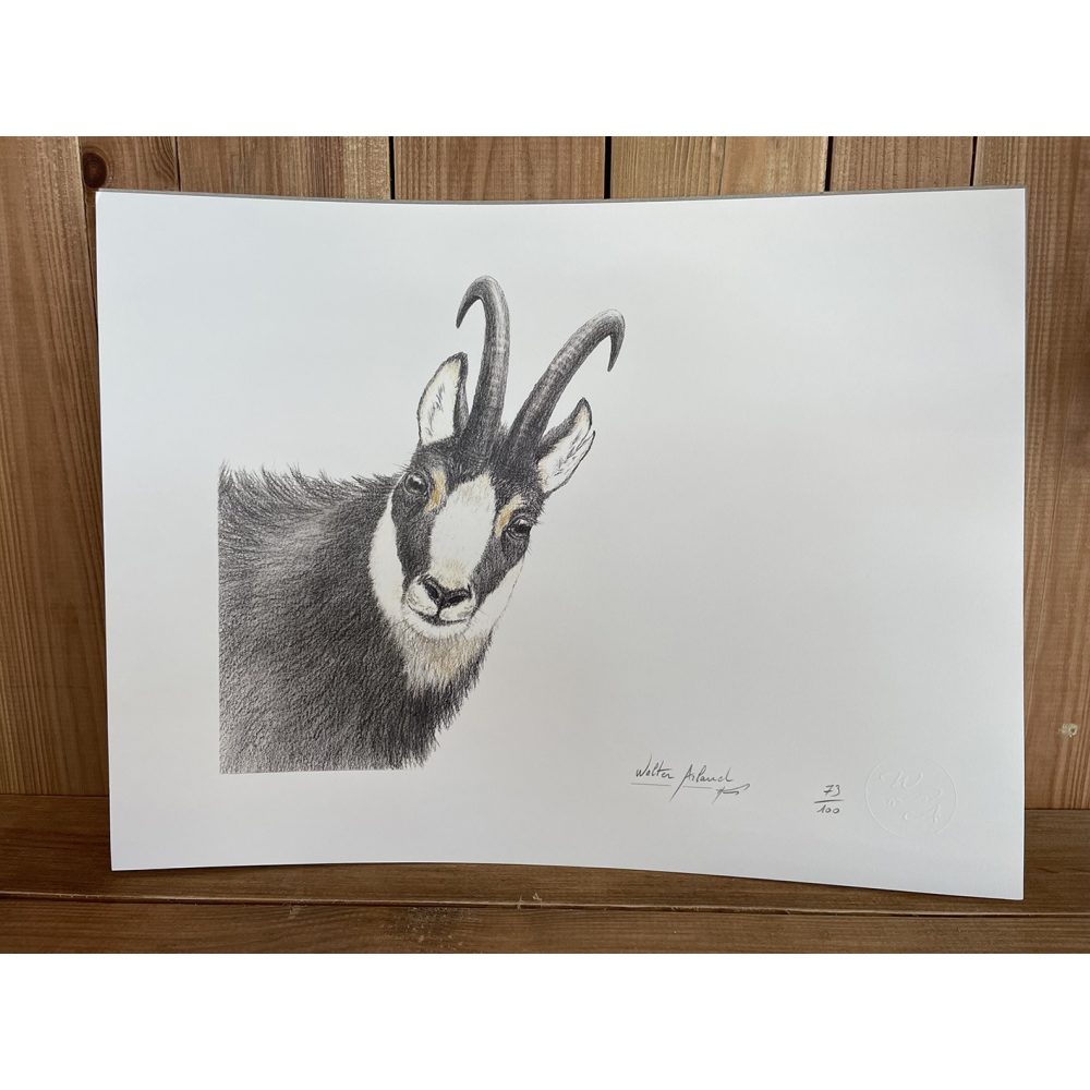 Reproduction portrait de faune sauvage, édition limitée (Walter Arlaud)