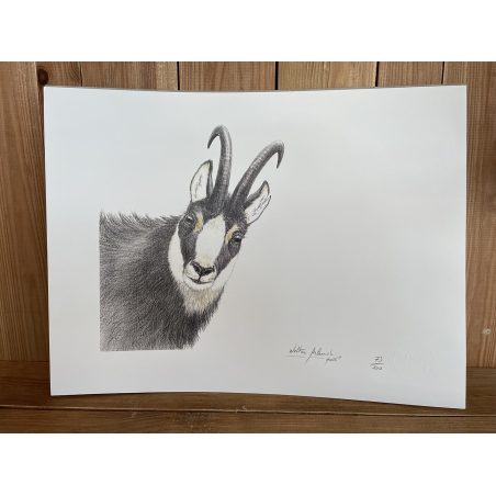 Reproduction portrait de faune sauvage, édition limitée (Walter Arlaud)